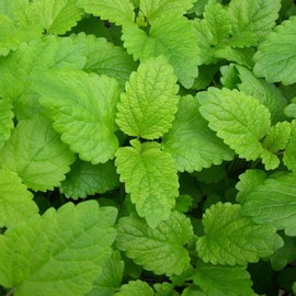 Lemon Balm Herb Garden Seeds - 1 Lb - Non-GMO, Heirloom, Culinary & Medicinal Herbal Gardening Seeds - Melissa officinalis