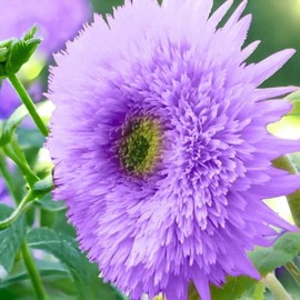 Nygardenia 50pcs Rare Purple Teddy Bear Sunflower Seeds for Planting Non-GMO Heirloom