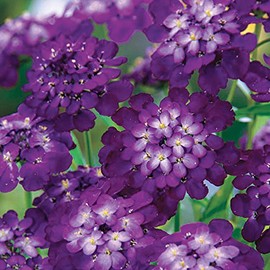 Park Seed Purple Rain Candytuft Seeds