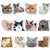 12Pcs Funny Cat Meme Fridge Magnets Cute Refrigerator Magnetic Stickers
