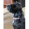Active Casual Dog Collar in Cotton & Mesh Design, Lightweight