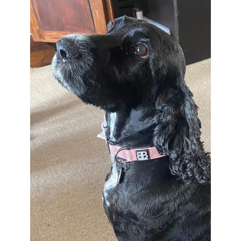 Active Casual Dog Collar in Cotton & Mesh Design, Lightweight