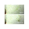 Innisfree 블랙티 유스 인핸싱 트리트먼트 에센스 145mL Black Tea Youth