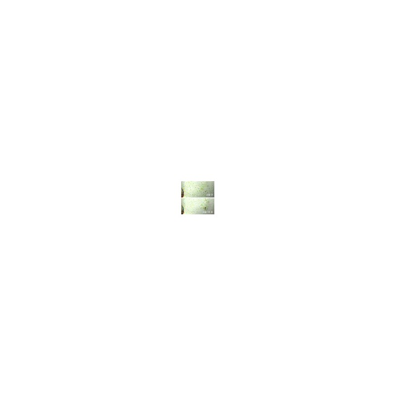 Innisfree 블랙티 유스 인핸싱 트리트먼트 에센스 145mL Black Tea Youth