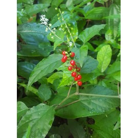 Jamaican Dog Blood Herb (Fertility Bush) Rivina Humilis