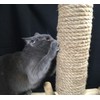 boohugger Bamboo and Jute Cat Scratching Post