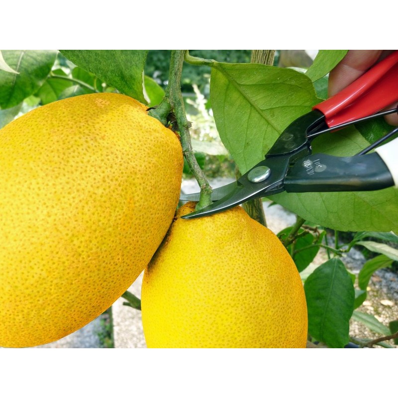 Okatsun No. 301 Fruit Cutting Shears Red and White -