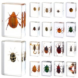 16 Pcs Ladybug Insect in Resin Specimen Butterfly Bugs Collection Paperweights，16 Styles Real Bug Specimen Bug Kit Preserved in Resin for Scientific Educational Display Supplies (Ladybug)