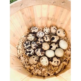 SILVERBROOK EGGS FARM Fresh Quail Eggs - LAID IN THE USA (5 DOZEN (60 EGGS))