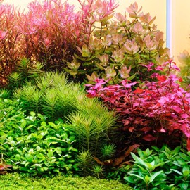 TWINSTAR S-Line Vr. IV Aquarium LED Lighting Full Spectrum with Controller 24/7 Light Cycle Made in South Korea (450S 45-55 cm 41W)