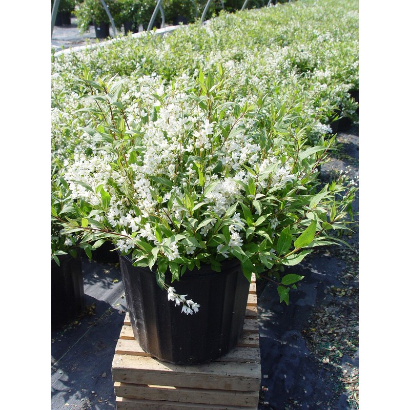 Deutzia gracilis 'Nikko' (Nikko Deutzia) Shrub, white flowers, #3 -