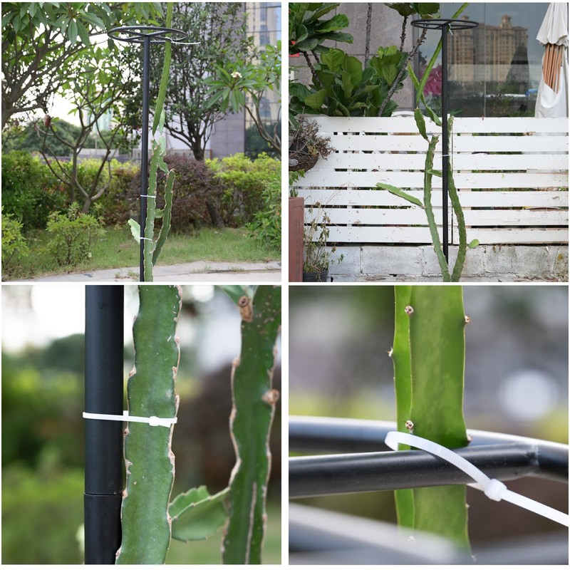 GOOOXIM 14"x14"x60" 1PCS Dragon Fruit Trellis - Durable Metal Vertical