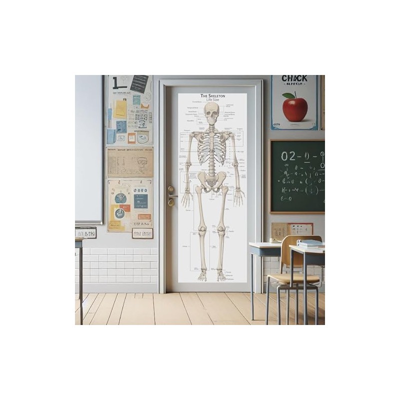 Life Size Skeleton bones named Poster for classroom or lab