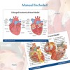 SFXYJ 3X Enlarged Anatomical Heart Model,3-Part Removable with Ventricles Atria
