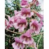 Seed-Top 450 Royal Paulownia Empress Tree Seeds Paulownia Elongata Fastgrowing