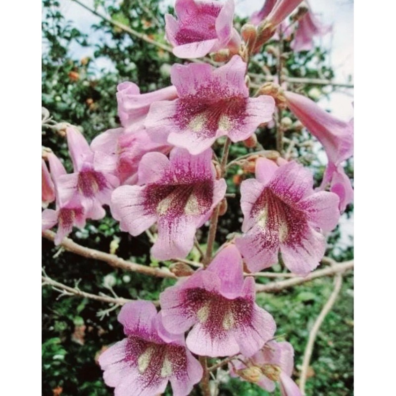 Seed-Top 450 Royal Paulownia Empress Tree Seeds Paulownia Elongata Fastgrowing
