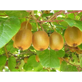 sunshine seeds Green Kiwi / Actinidia Deliciosa / 50 Seeds / RARE / DELICIOUS / FL GROWN