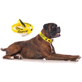 ADOPT ME (I Need A New Home) Yellow Colour Coded S-M L-XL Dog Collar and 60cm 1.2m 1.8m Luxury Neoprene Padded Handle Lead Sets PREVENTS Accidents By Warning Others Of Your Dog In Advance (L-XL & 1.8m)