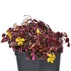 Oxalis spiralis ‘Aurea’, Amber Plum Crazy, Golden Oxalis, Amber Oxalis,