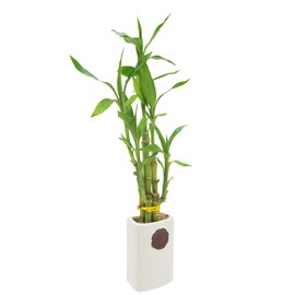 Arcadia Garden Products LV27 5-Stem Lucky Bamboo, Live Indoor Plant in Contour II Ceramic Planter for Home, Work, or Gift, White