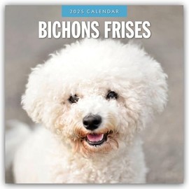 Bichon Frisés – Bichon Frisé 2025 – 16-Monatskalender: Original Red Robin Publishing Ltd-Kalender [Mehrsprachig] [Kalender] (Wall-Kalender)