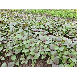 2000 Vietnamese Perilla Seeds - La Tia to - AKA. Shiso Seeds, Perilla Frutescens, Beefsteak Plant, Asian Mint Thai Basil Seeds, Asian Herb, Microgreens/Micro Herbs, Heat & Drought Tolerant