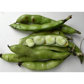 "Cool Beans N Sprouts" Horse Bean Seeds (a.k.a Fava Bean Seeds) Non-GMO, Approx. 20-25 Seeds per Package, Large Meaty Bean That's Great for soups and stews.