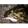 Berkley Gulp! SW Minnow 2" Pearl White G2SQM2-PW Azing Meval