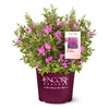 2 Gallon Encore Azalea Autumn Amethyst Shrub