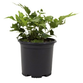 Holly Fern Plants Live Houseplants, Ferns Live Plants Indoor Plants Live Houseplants, Live Fern Plant Low Light House Plants Indoors Live Outdoor Plants and Flowers, House Plant by Plants for Pets