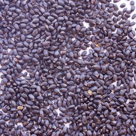 Basil Microgreens Seed Mix - 1 Lb ~272,000 Seeds - Ultimate Blend of Green and Purple Basil Varieties with A Splash of Color for Micro Greens