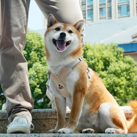 Patas Lague Dog Harness with Leash Set Adjustable Soft Padded Step-in Dog Vest No Choke No Pull Reflective for Small Pets with Poop Bags and Dispenser, Solid and No-chew, Brown XS