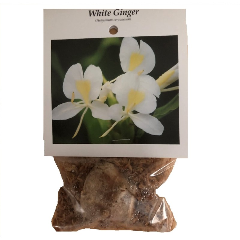 Patriotic Red White Blue Ginger Plants - 3 Pack Live