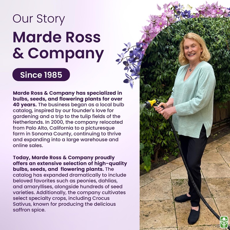 Forget Me Not Seeds - 5000 Flower Seeds - Perennial