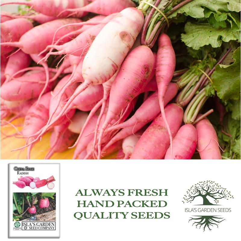 China Rose Pink Radish Seeds (Raphanus sativus) – 125+ Non-GMO