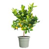 elho Algarve Cilindro 35 - Flower Pot Outdoor - 100%
