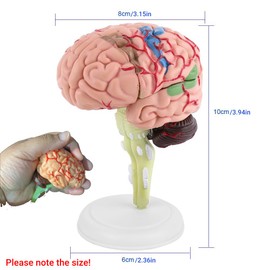 Modelo de Cerebro Desmontable 1 Unidad de Aprendizaje del Modelo Cerebral Modelo Anatómico Desmontado Modelo del Cerebro Humano