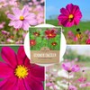 Dazzler Cosmos Wildflower Seeds - Extra Large 1 Ounce Packet