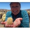 Teddy Bear Cholla Cactus (Cylindropuntia bigelovii) - Live Plant Cutting