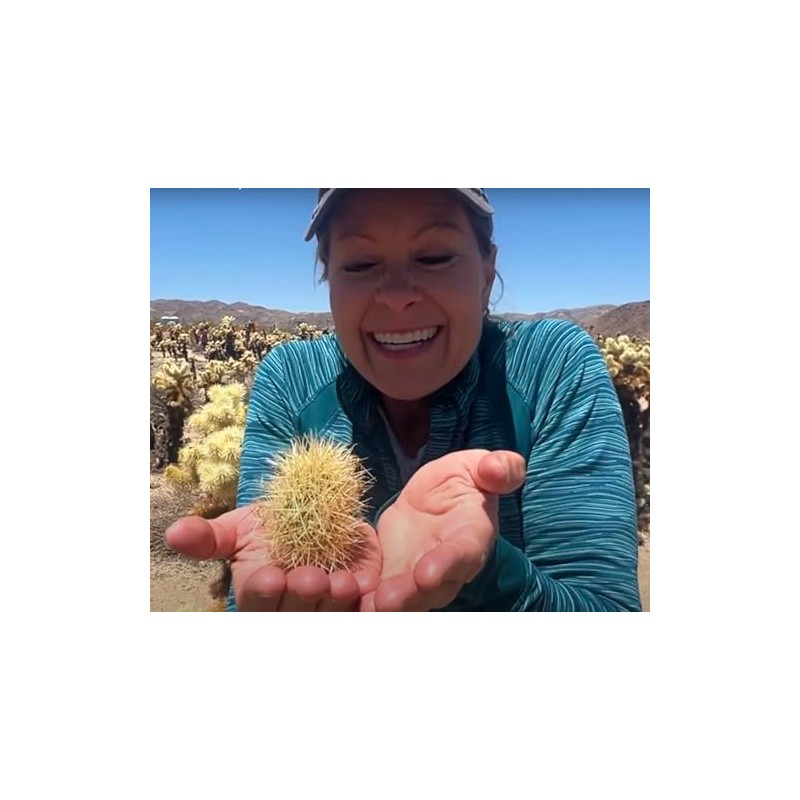 Teddy Bear Cholla Cactus (Cylindropuntia bigelovii) - Live Plant Cutting