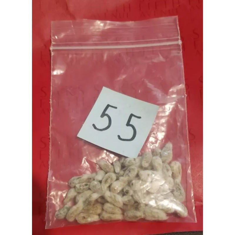 55 WHITE COTTON Gossypium Seeds Non-GMO USA Seller Grow Your