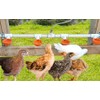 Large Automatic Chicken Waterer Cups DIY Poultry Chicken Waterer Kit