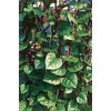 TomorrowSeeds Red Stem Malabar Spinach Seeds | Basella Alba Rubra