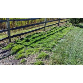 Zoysia Plugs - 150 Large Grass Plugs, Drought Tolerant, Low Maintenance