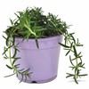 Rosmarinus Officinalis Prostratus, Trailing Rosemary, Creeping Rosemary, Fragrant Plant, Edible