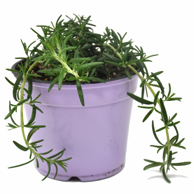 Rosmarinus Officinalis Prostratus, Trailing Rosemary, Creeping Rosemary, Fragrant Plant, Edible