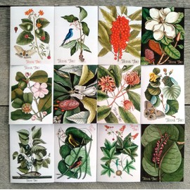 FLOWERS AND LEAVES ~ 12 Thank You Cards with envelopes ~ Vintage Postcards and Botannical Book Illustrations Reprint
