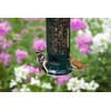 Brome Squirrel Buster Legacy Squirrel-proof Bird Feeder w/4 Metal Perches,