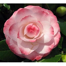 (1) - Grace Albritton Pink Camellia Japonica - Starter Plant (4L) (1 Live Plant)