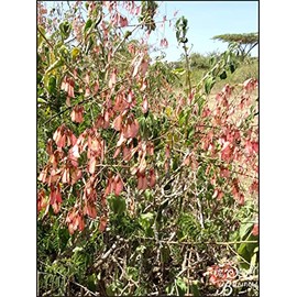 Pterolobium stellatum (African Redwing Shrub) - 10 Seeds